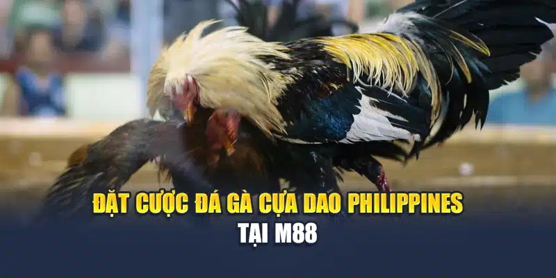 Đá Gà Cựa Dao Philippines Chất Lượng Cao Tại Nhà Cái M88 2 Đặt cược đá gà cựa dao Philippines tại M88