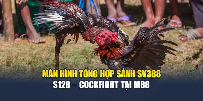 Đá Gà Trực Tiếp Tại M88 – Sân Chơi Kịch Tính Từng Giây 2 Màn hình tổng hợp sảnh SV388 – S128 – Cockfight tại M88